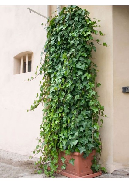 Hedera Helix Sarmaşık – 40-60 cm – Dış Mekan Için Tırmanıcı Bitki