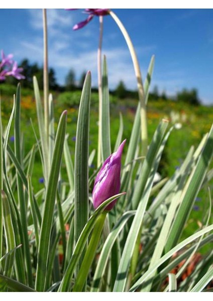 Çok Satan Sosyete Sarımsağı Çiçeği (40 50 Cm)1 Adet Tüplü Çiçekli Bodur Bitki Tulbaghia Violacea