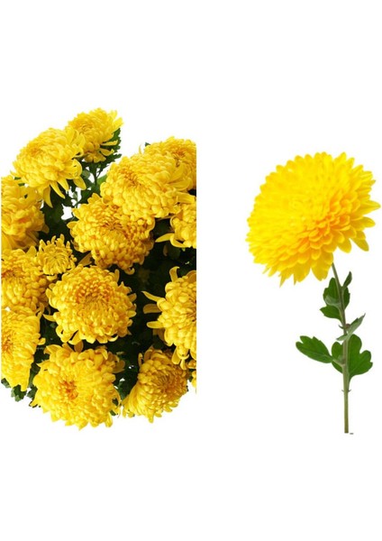 Çok Satan 2 Adet Sarı Kasımpatı Çiçeği 15-25 cm Tüplü Çiçekli Bodur Bitkiler Chrysanthemum