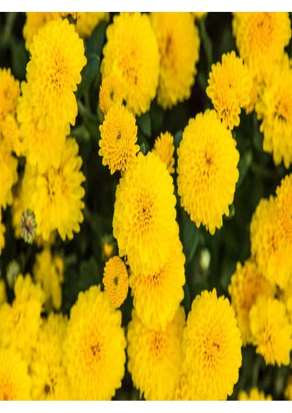 Çok Satan 2 Adet Sarı Kasımpatı Çiçeği 15-25 cm Tüplü Çiçekli Bodur Bitkiler Chrysanthemum fiyatları