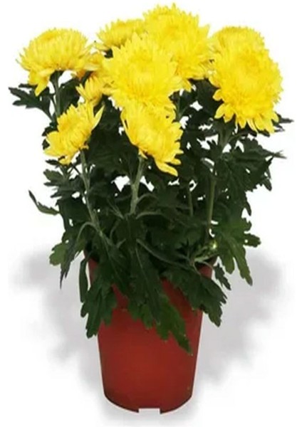 Çok Satan 2 Adet Sarı Kasımpatı Çiçeği 15-25 cm Tüplü Çiçekli Bodur Bitkiler Chrysanthemum modelleri