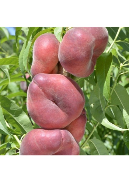 Avantajlı Yassı Şeftali Fidanı (Tüplü) modelleri