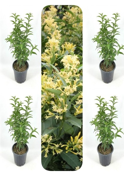 Çok Satan Melisa Kolanya Çiçeği (50 70 Cm)4 Adet Saksılı Çiçekli Melissa Officinalis