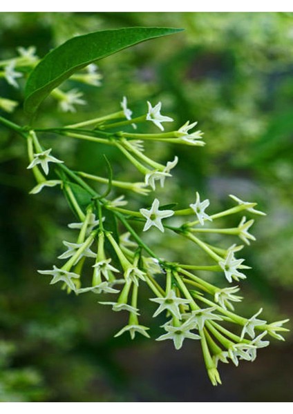 Çok Satan Melisa Kolanya Çiçeği (50 70 Cm)4 Adet Saksılı Çiçekli Melissa Officinalis modelleri