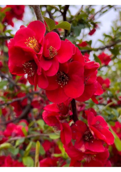 Çok Satan Kırmızı Bahar Dalı (40 60 Cm) 1 Adet Saksılı Çiçekli Dış Mekan Bitkisi Chaenomeles Japonica
