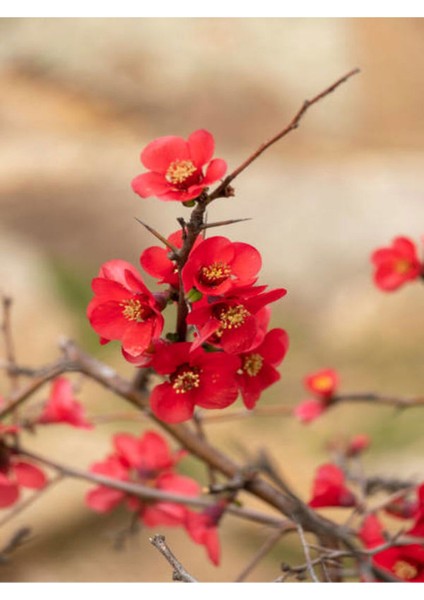 Çok Satan Kırmızı Bahar Dalı (40 60 Cm) 1 Adet Saksılı Çiçekli Dış Mekan Bitkisi Chaenomeles Japonica fiyatları