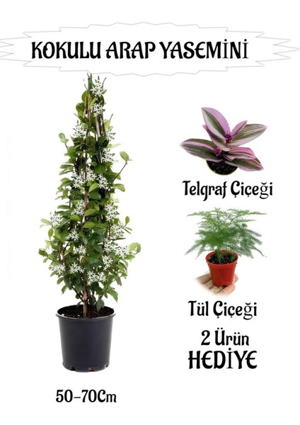 Favori Ürün Mis Kokulu Arap Yasemini 1 Adet+Telgraf Çiçeği-Tül Çiçeği Hediyeli