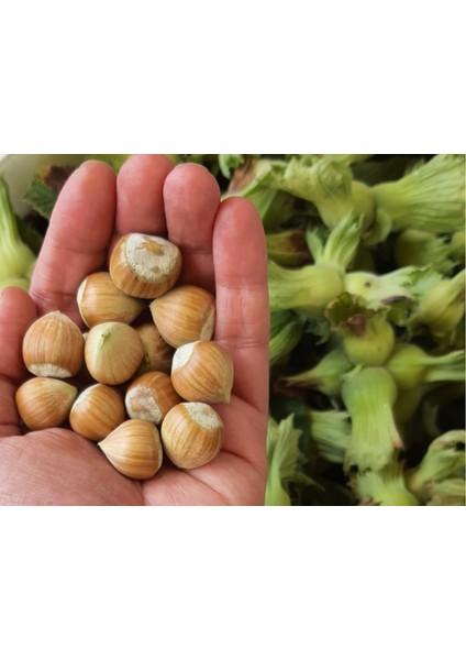 Yeşil Kabuklu Ham Çiğ Fındık