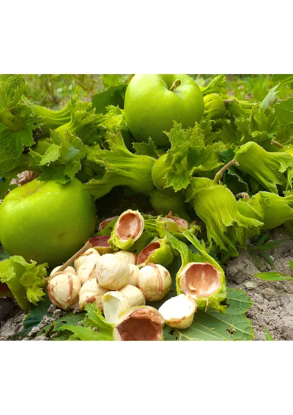 Yeşil Kabuklu Ham Çiğ Fındık fiyatları