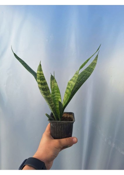 Çok Satan Kılıç Çiçeği (20 30 Cm)3 Adet Saksılı Iç Mekan Bitkisi Gladiolus