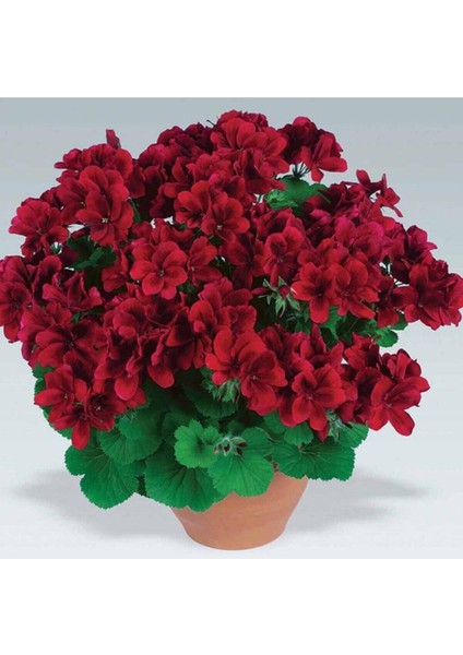 Çok Satan 3'lü Karışık Renk Sardunya Çiçeği 20-30 cm Saksılı Çiçekli Bodur Bitkiler (Pelargonium) indirimleri