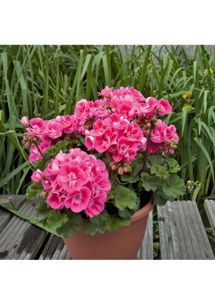 Çok Satan 3'lü Karışık Renk Sardunya Çiçeği 20-30 cm Saksılı Çiçekli Bodur Bitkiler (Pelargonium)