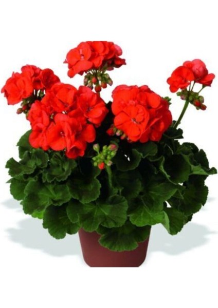 Çok Satan 3'lü Karışık Renk Sardunya Çiçeği 20-30 cm Saksılı Çiçekli Bodur Bitkiler (Pelargonium)
