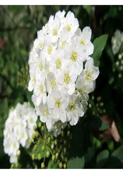 Çok Satan 3'lü Beyaz Renk Ispirya Çiçeği Fidanı 30-60 cm Tüplü Çiçekli Bodur Bitkiler Spiraea