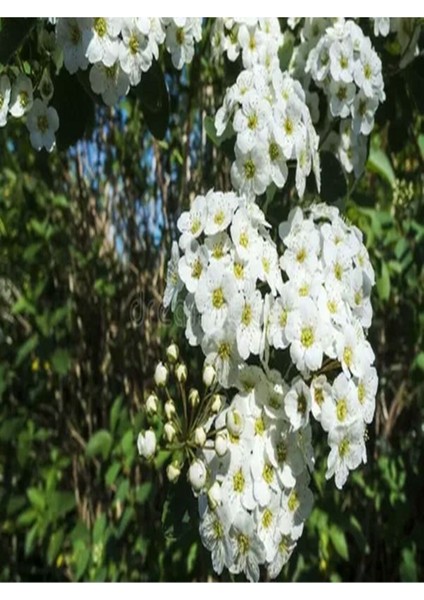Çok Satan 3'lü Beyaz Renk Ispirya Çiçeği Fidanı 30-60 cm Tüplü Çiçekli Bodur Bitkiler Spiraea modelleri