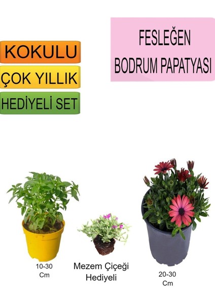 Kampanyalı 3'lü Set Fesleğen+ Kırmızı Bodrum Papatyası+ Hediyelik Mezem Çiçeği