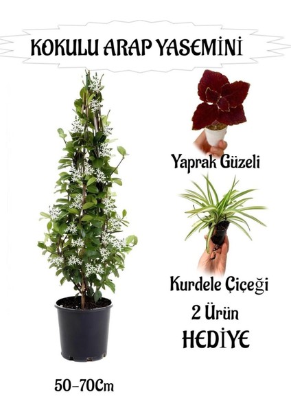 Favori Ürün Mis Kokulu Arap Yasemini 1 Adet+Kurdele Çiçeği-Yaprak Güzeli Hediyeli
