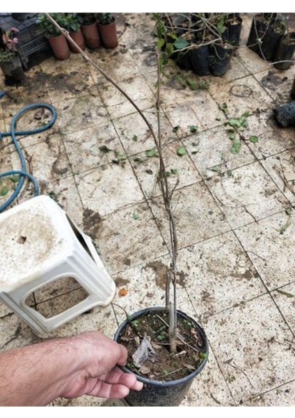 Saksılı Yoğun Kokulu Mor Salkım Ağacı Fidanı, Dikime Hazır