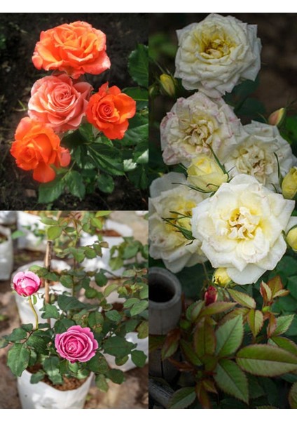 Avantajlı Yediveren Gül Seti (50 60CM)3 Adet Saksılı Beyaz Pembe Turuncu Aşılı Gül Roses