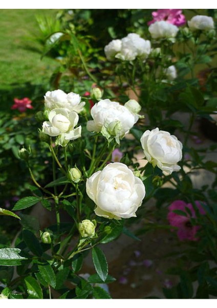 Avantajlı Yediveren Gül Seti (50 60CM)3 Adet Saksılı Beyaz Pembe Turuncu Aşılı Gül Roses fırsatları