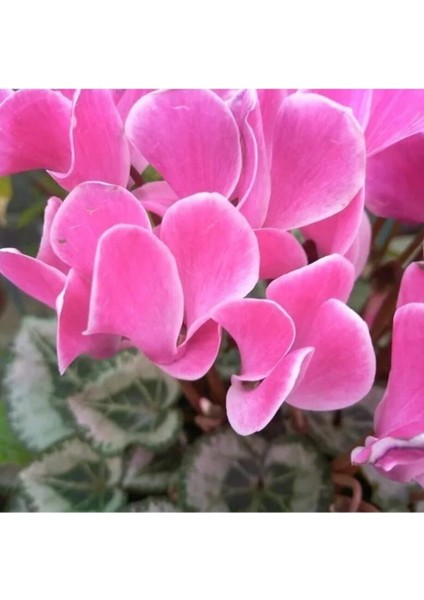 Çok Satan 1 Adet Pembe Sıklamen Çiçeği Fidanı 20-40 cm Saksılı Çiçekli Bodur Bitkiler Cyclamen modelleri