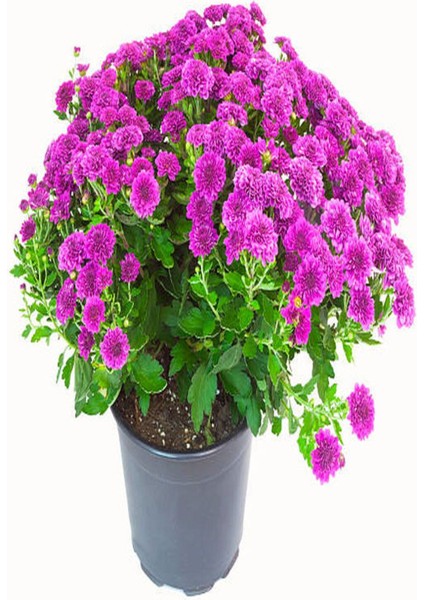 Kampanyalı Mor Kasımpatı Çiçeği (20 40 Cm)1 Adet Saksılı Çiçekli Bodur Bitki Chrysanthemum Morifolium