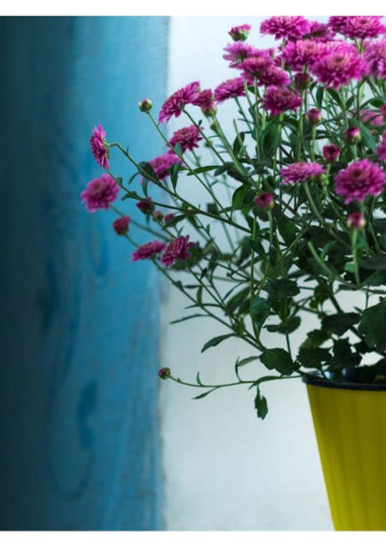 Kampanyalı Mor Kasımpatı Çiçeği (20 40 Cm)1 Adet Saksılı Çiçekli Bodur Bitki Chrysanthemum Morifolium modelleri