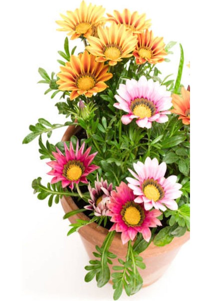 Çok Satan Karışık Renkli Gazanya (10 20 Cm)10 Adet Saksılı/ Tüplü Çiçekli Bodur Bitki Gazania