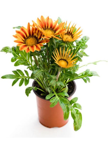 Çok Satan Karışık Renkli Gazanya (10 20 Cm)10 Adet Saksılı/ Tüplü Çiçekli Bodur Bitki Gazania indirimleri