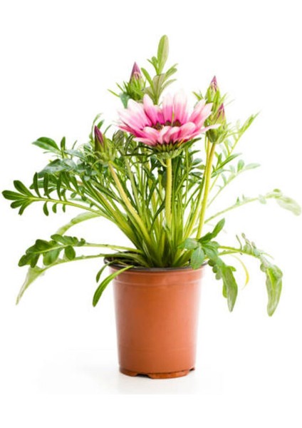 Çok Satan Karışık Renkli Gazanya (10 20 Cm)10 Adet Saksılı/ Tüplü Çiçekli Bodur Bitki Gazania