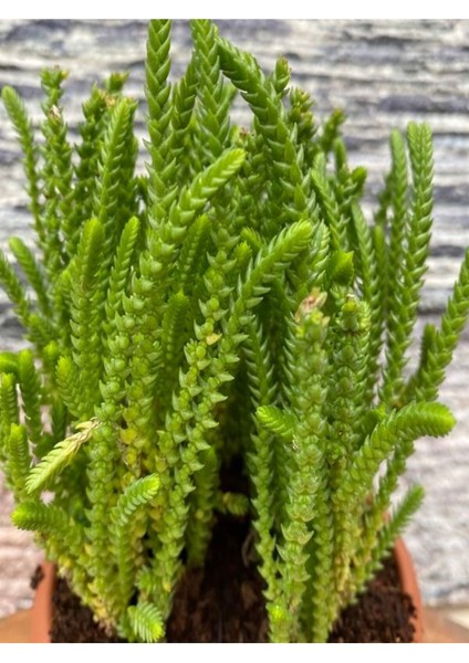 Çok Satan 1 Adet Harika Prenses Çamı Çiçeği 10-20 cm Tüplü Çiçekli Bodur Bitkiler Crassula Muscosa