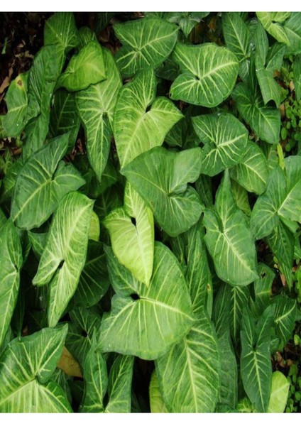Çok Avantajlı Melek Kanadı Sarmaşık (50 60 Cm)1 Adet Saksılı Dış Mekan Bitkisi Syngonium Podophyllum fırsatları
