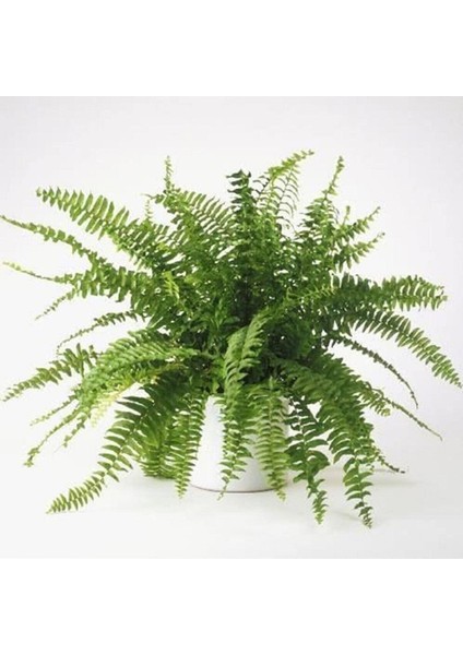 Çok Avantajlı Serada Decor&plant Aşk Merdiveni Fujer Nephrolepis Makrome Saksıda Ev Bitkisi Ofis