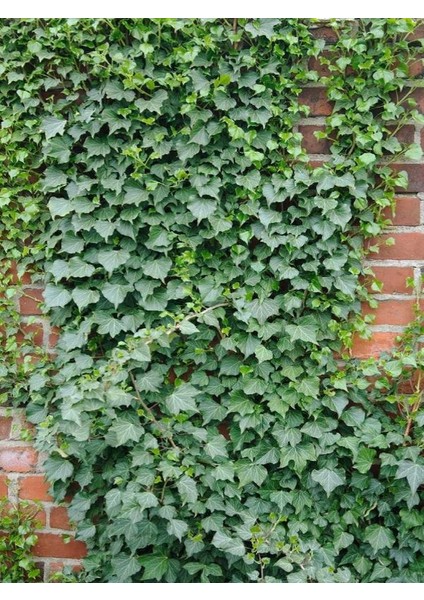 Orman Sarmaşığı – Hedera Helix – 40-60 cm Tırmanıcı Dış Mekân Bitkisi