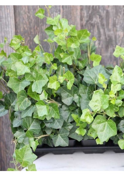 Orman Sarmaşığı – Hedera Helix – 40-60 cm Tırmanıcı Dış Mekân Bitkisi