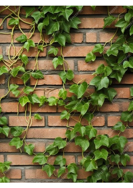 Orman Sarmaşığı – Hedera Helix – 40-60 cm Tırmanıcı Dış Mekân Bitkisi