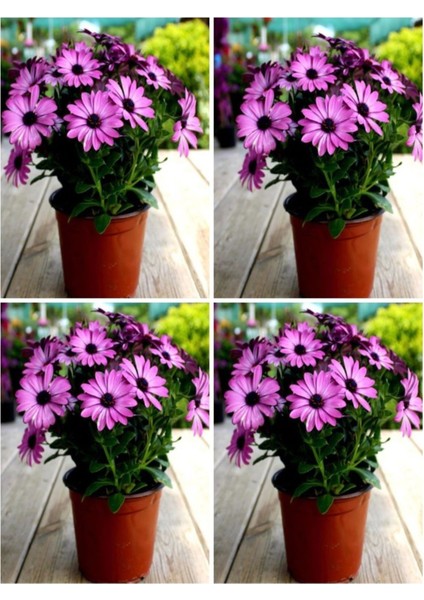 Çok Satan Bodrum Papatyası (20 50 Cm)4 Adet Saksılı Çiçekli Bodur Bitki Osteospermum Fruticosum