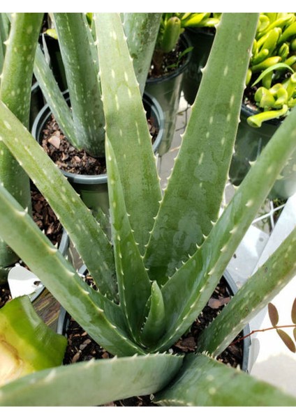 Çok Satan Aloe Vera (30 50 Cm) 1 Adet Saksılı/ Tüplü Iç/ Dış Mekan Bitkisi Aloe Ferox Mill Alovera fiyatları