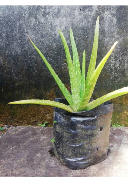 Çok Satan Aloe Vera (30 50 Cm) 1 Adet Saksılı/ Tüplü Iç/ Dış Mekan Bitkisi Aloe Ferox Mill Alovera fırsatları