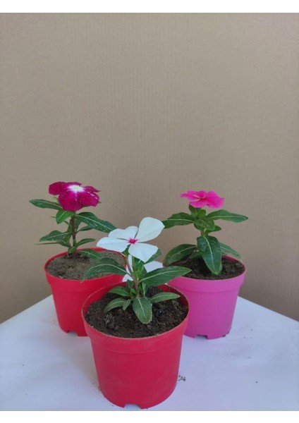 Çok Satan 3'lü Set Mor+Beyaz+Pembe Renkli Rozet Çiçeği modelleri