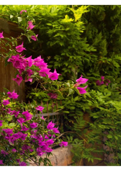 Çok Satan 1 Adet Pembe Renk Begonvil Çiçeği 30-45 cm Saksılı Çiçekli Bodur Bitkiler (Bougainvillea)