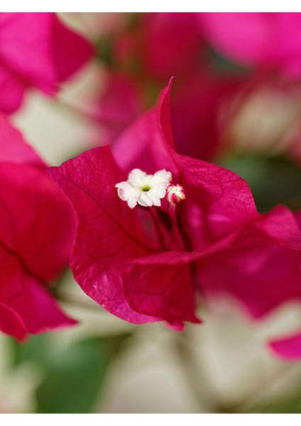 Çok Satan 1 Adet Pembe Renk Begonvil Çiçeği 30-45 cm Saksılı Çiçekli Bodur Bitkiler (Bougainvillea) fiyatları