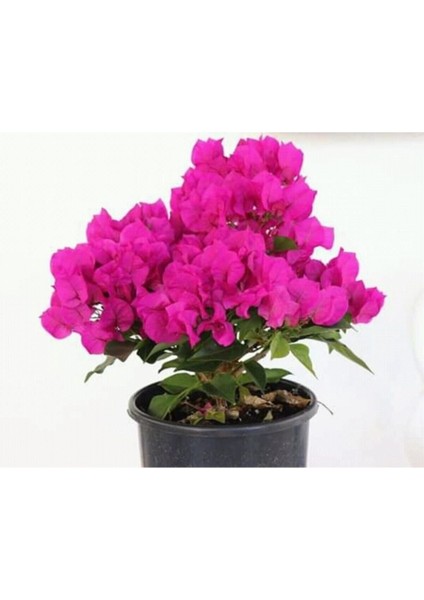 Çok Satan 1 Adet Pembe Renk Begonvil Çiçeği 30-45 cm Saksılı Çiçekli Bodur Bitkiler (Bougainvillea) modelleri
