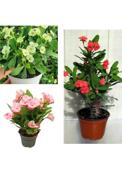 Çok Satan 3'lü Karışık Renk Dikenler Tacı Çiçeği 10-20 cm Tüplü Çiçekli Bodur Bitkiler Euphorbia Milli