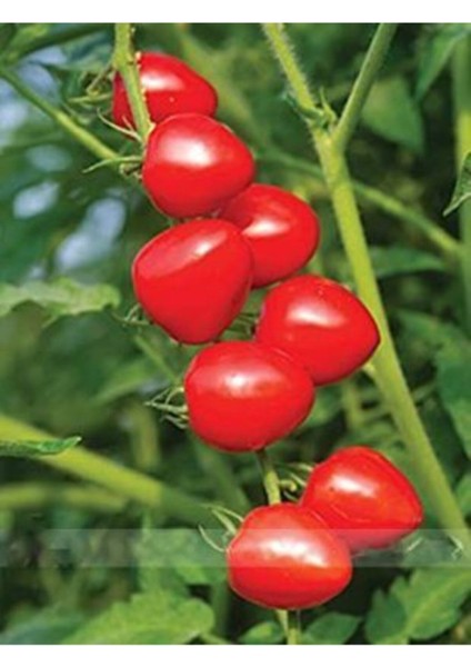 Nadir Tomatoberry Domates Tohumu 10 Adet Ekim Seti fırsatları