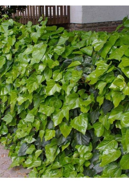 Duvar ve Çitler Için Kaya Sarmaşığı – Hedera Helix – 40-60 cm modelleri