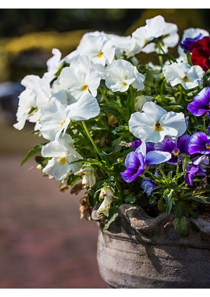 Çok Satan Beyaz Hercai Menekşesi (5 15 Cm)10 Adet Saksılı Çiçekli Bodur Bitki Viola Tricolor modelleri