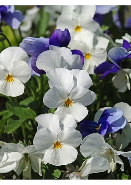 Çok Satan Beyaz Hercai Menekşesi (5 15 Cm)10 Adet Saksılı Çiçekli Bodur Bitki Viola Tricolor fırsatları