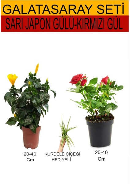 Çok Satan 2'li Set Sarı Japon Gülü+Kırmızı Gül Fidanı+Hediyelik Kurdele Çiçeği