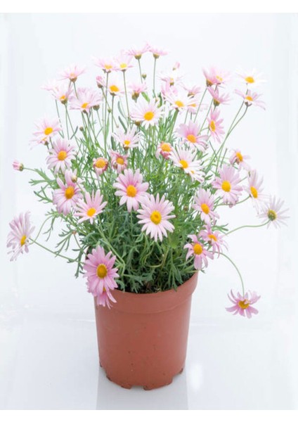 Çok Satan Çeşme Papatyası Fidanı (30 50 Cm)1 Adet Saksılı Çiçekli Bodur Bitki Argyranthemum